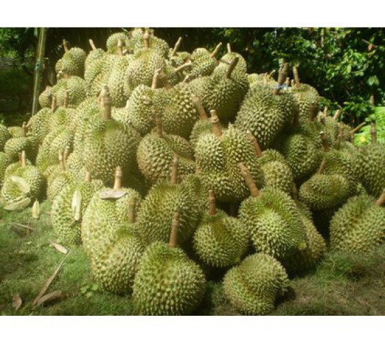 SẦU RIÊNG HẠT LÉP